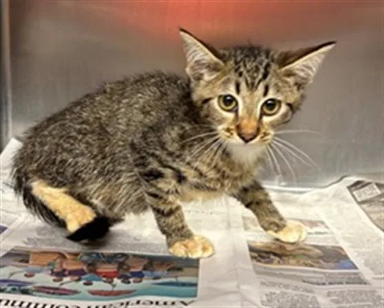 A baby small-sized female Domestic Short Hair cat named A for adoption in Lancaster, CA