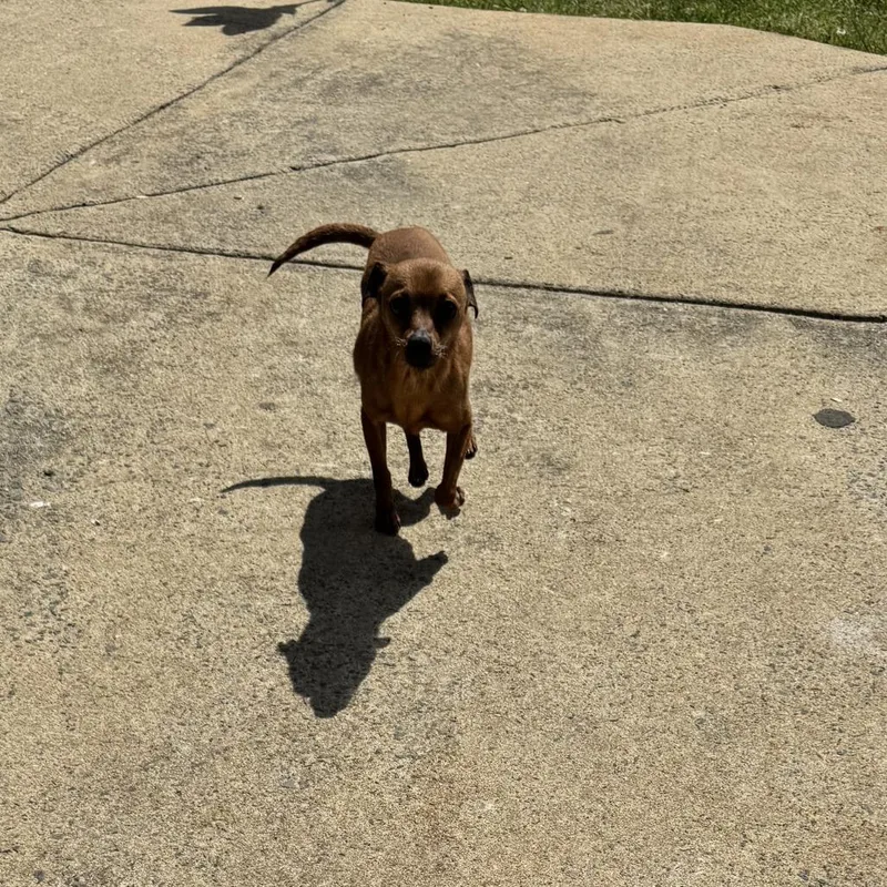 Paco