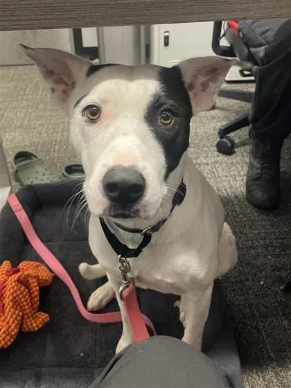 An adult medium-sized female Mixed Breed dog named Lee for adoption in West Chester, PA