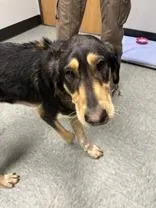 An adult medium-sized female Coonhound dog named Molly for adoption in Shawano, WI