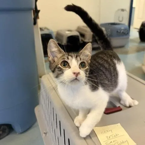 A baby small-sized male Domestic Short Hair cat named Leo for adoption in Ogdensburg, NY