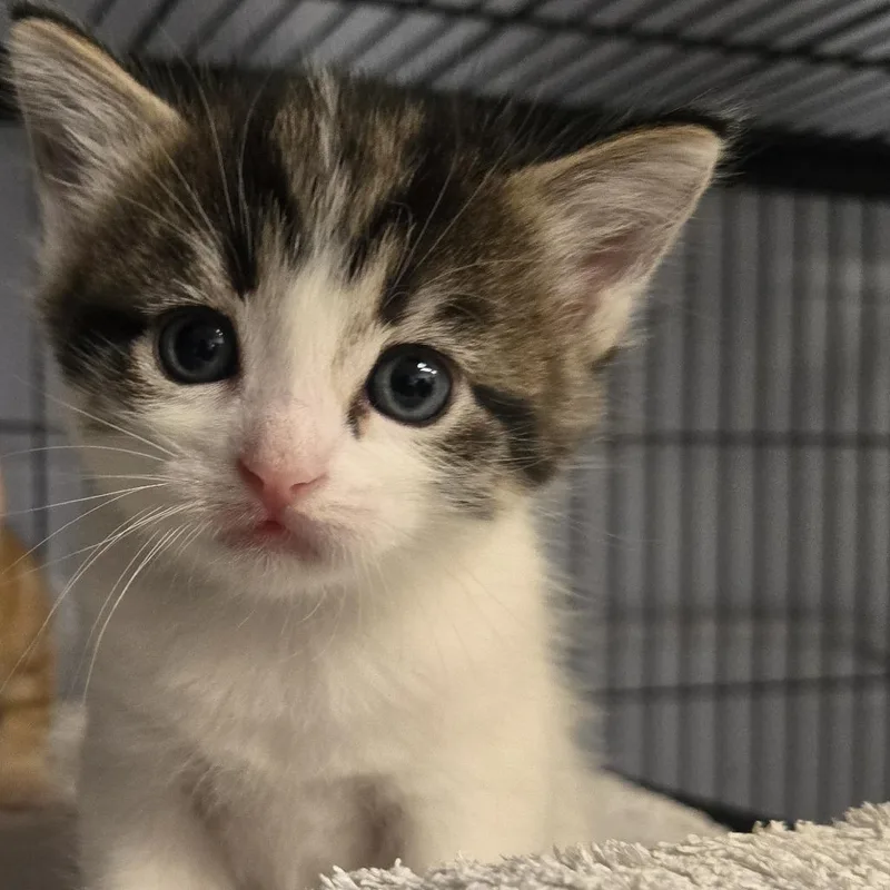 A baby small-sized female White Domestic Short Hair cat named Daphne for adoption in Desert Hot Springs, CA
