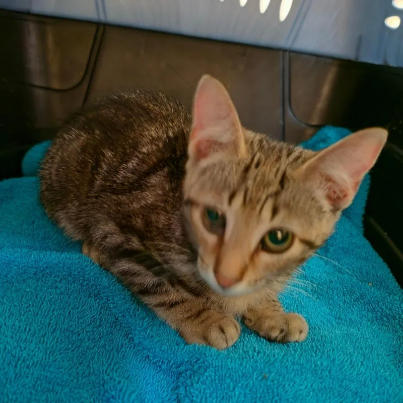 A baby small-sized male Brown / Chocolate Domestic Short Hair cat named Moses for adoption in Melrose, FL