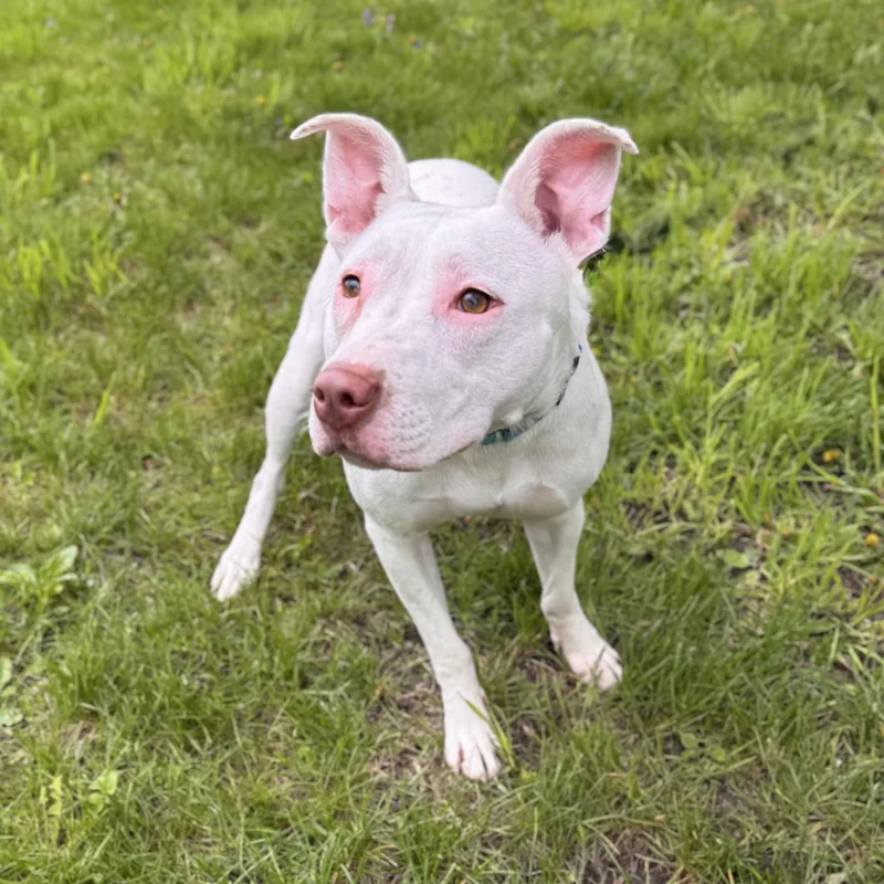 A young medium-sized female White / Cream Mixed Breed dog named Andrea for adoption in Midland, MI