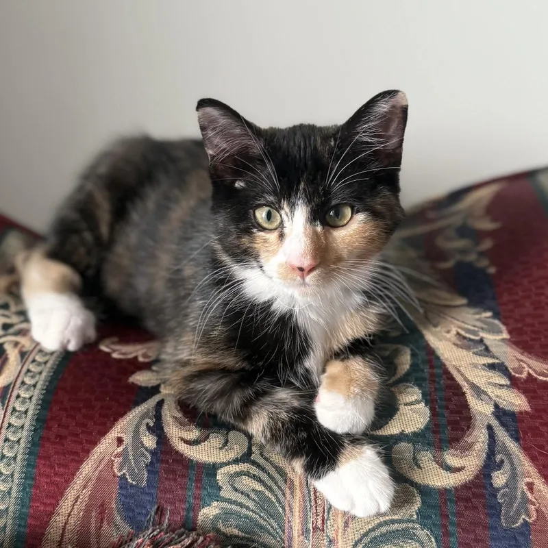 A baby small-sized female Calico Domestic Short Hair cat named Ophelia for adoption in Roswell, GA