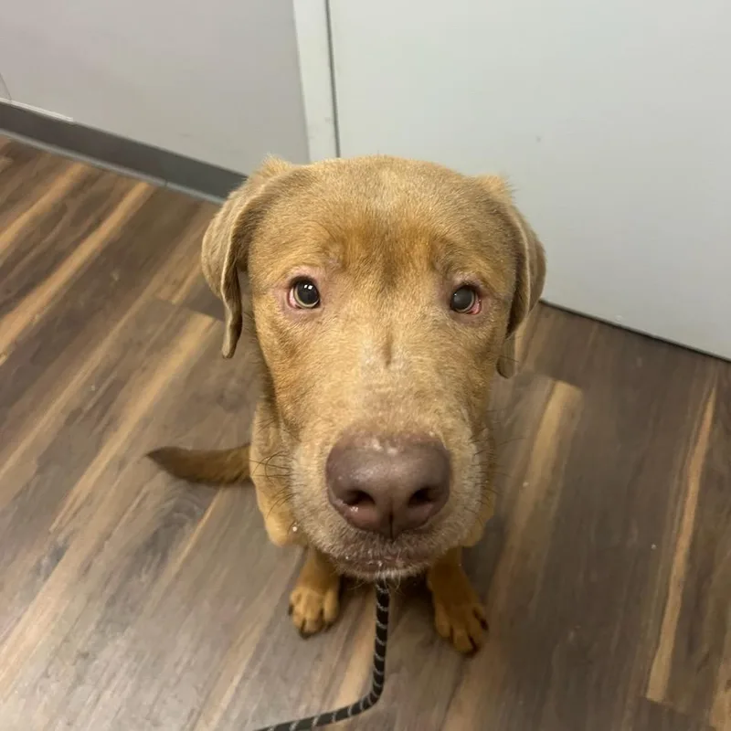 A young medium-sized male Brown / Chocolate Mixed Breed dog named Zillie for adoption in Jeffersonville, IN