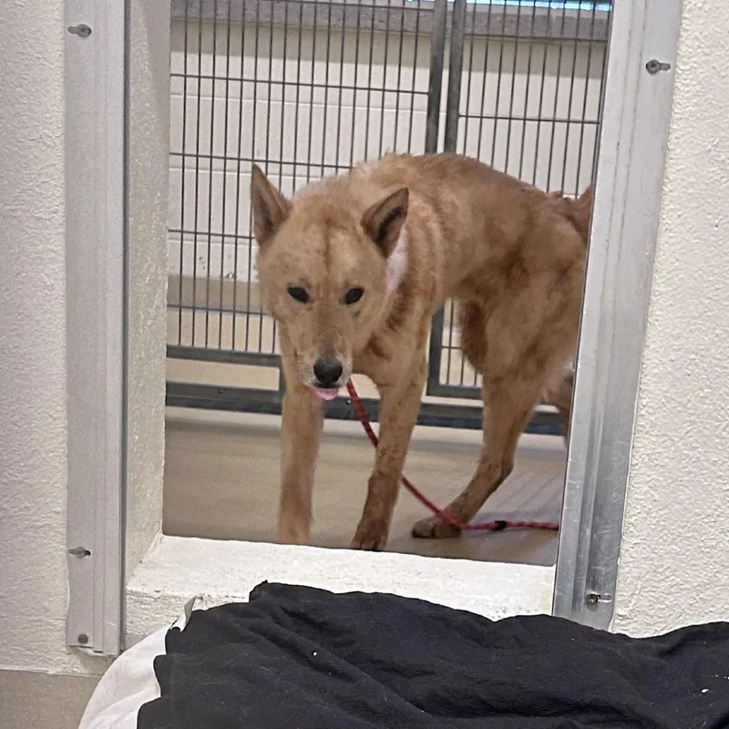 A young medium-sized male Yellow / Tan / Blond / Fawn Mixed Breed dog named Rune for adoption in Asheville, NC