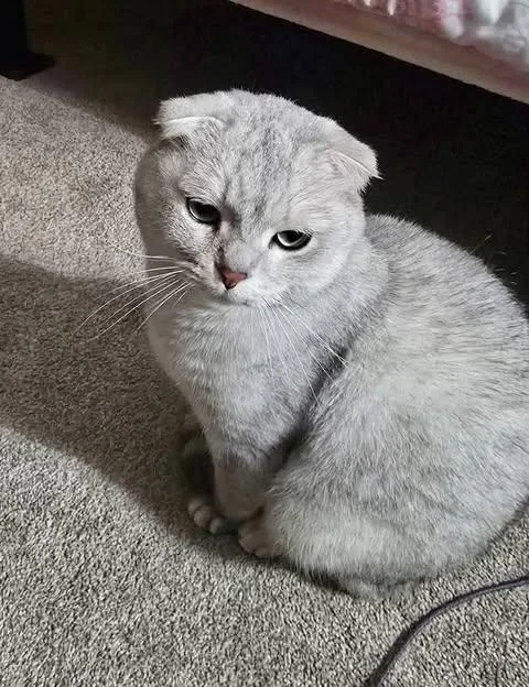 An adult medium-sized male Scottish Fold cat named Max in Wisconsin for adoption in Ennis, TX