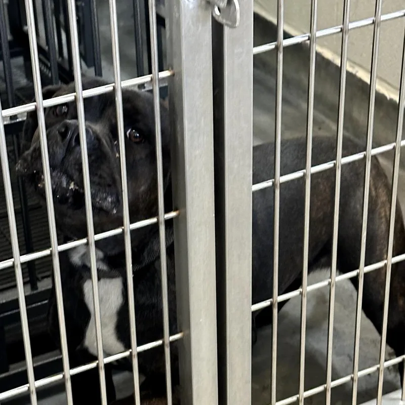 An adult large-sized female Black Pit Bull Terrier dog named Iepastray for adoption in Upland, CA