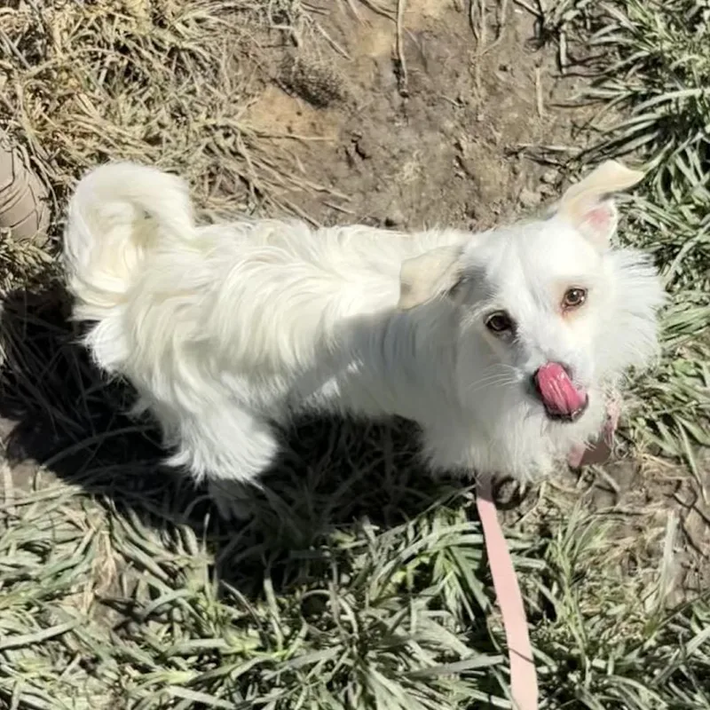 An adult small-sized female White / Cream Miniature Poodle dog named Sailor Moon for adoption in San Jacinto, CA
