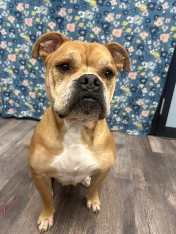 An adult large-sized female Apricot / Beige Pit Bull Terrier dog named Fanny for adoption in bellefontaine, OH
