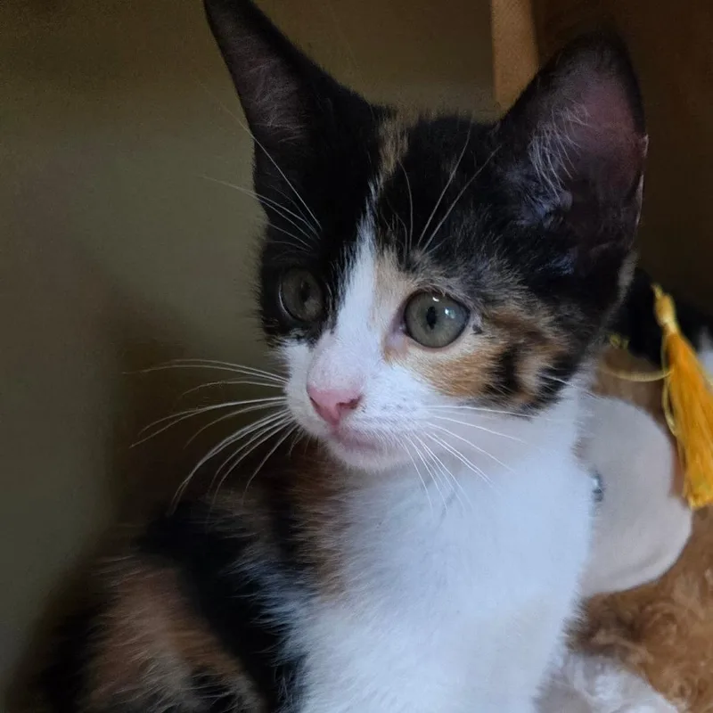 A baby medium-sized female Calico American Shorthair cat named Brittany for adoption in Wiggins, MS