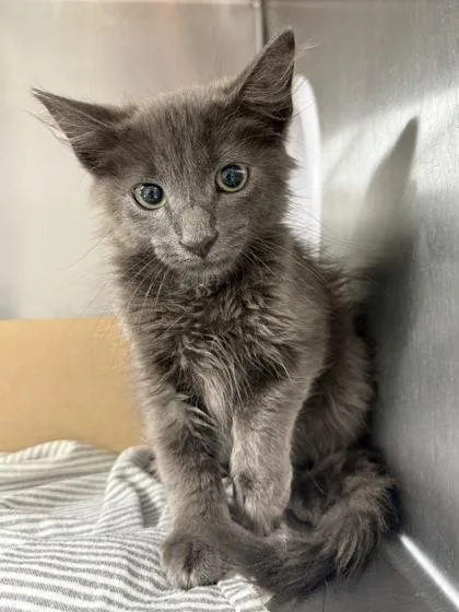 A baby small-sized male Domestic Short Hair cat named Carousel for adoption in West Chester, PA