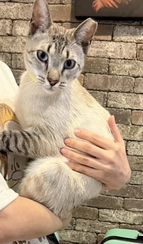 A young medium-sized female Buff / Tan / Fawn Siamese cat named Bim Bim for adoption in Shrewsbury, MA