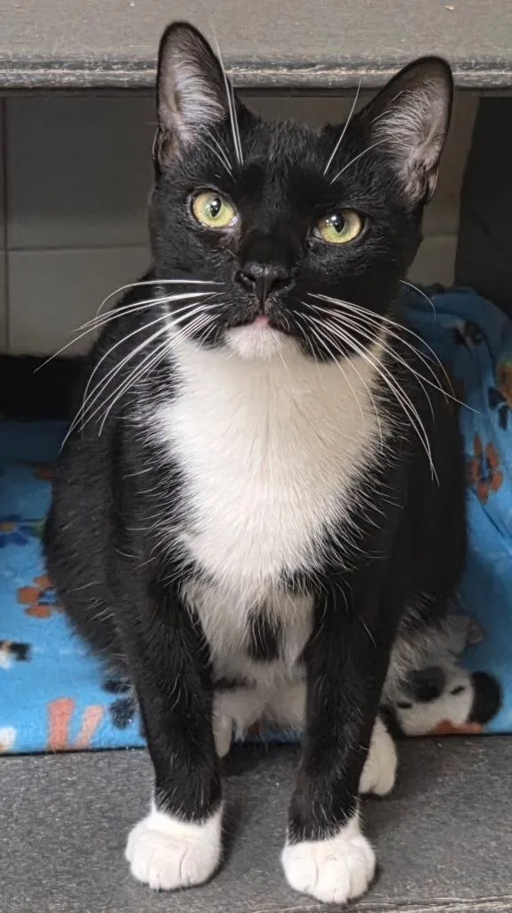 A baby medium-sized male Domestic Short Hair cat named Gustavo for adoption in Olean, NY