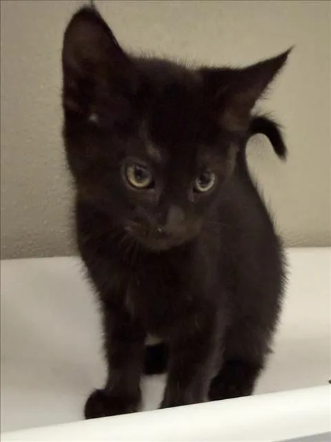 A baby small-sized female Domestic Short Hair cat named Agnes for adoption in Tracy, CA