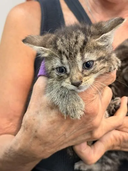 A baby small-sized female Domestic Short Hair cat named Pomni for adoption in Memphis, TN