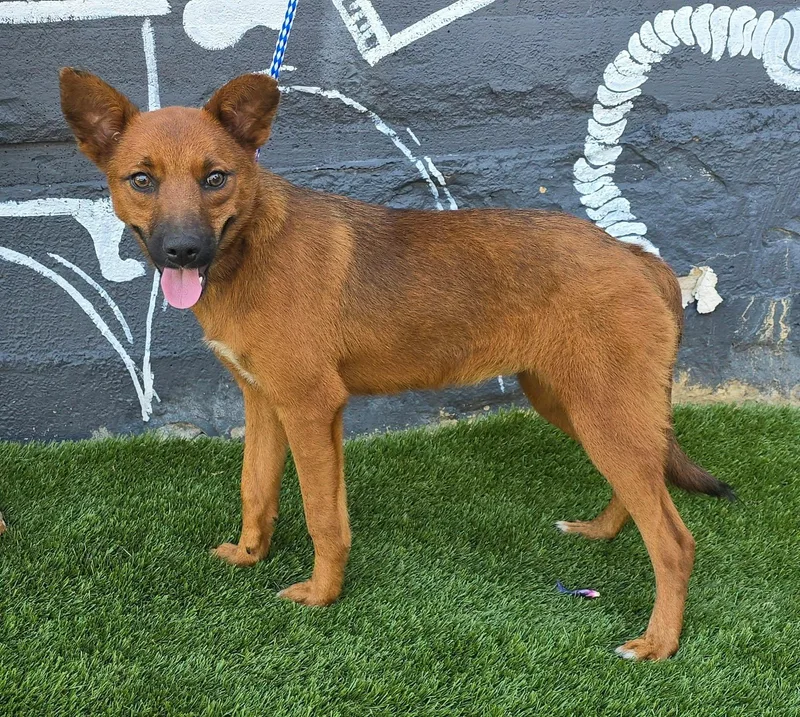 A young small-sized female Red / Chestnut / Orange Australian Kelpie dog named Spirea for adoption in Newport, TN