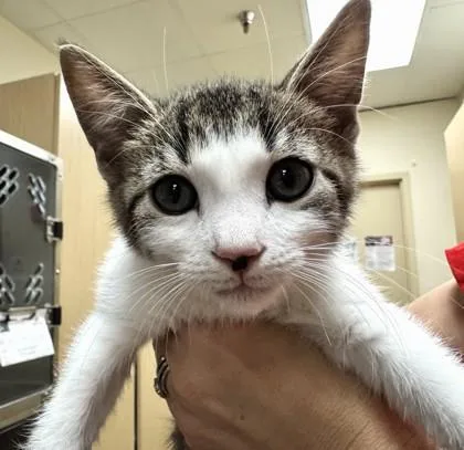 A baby small-sized male Domestic Short Hair cat named Vinci for adoption in Brunswick, GA
