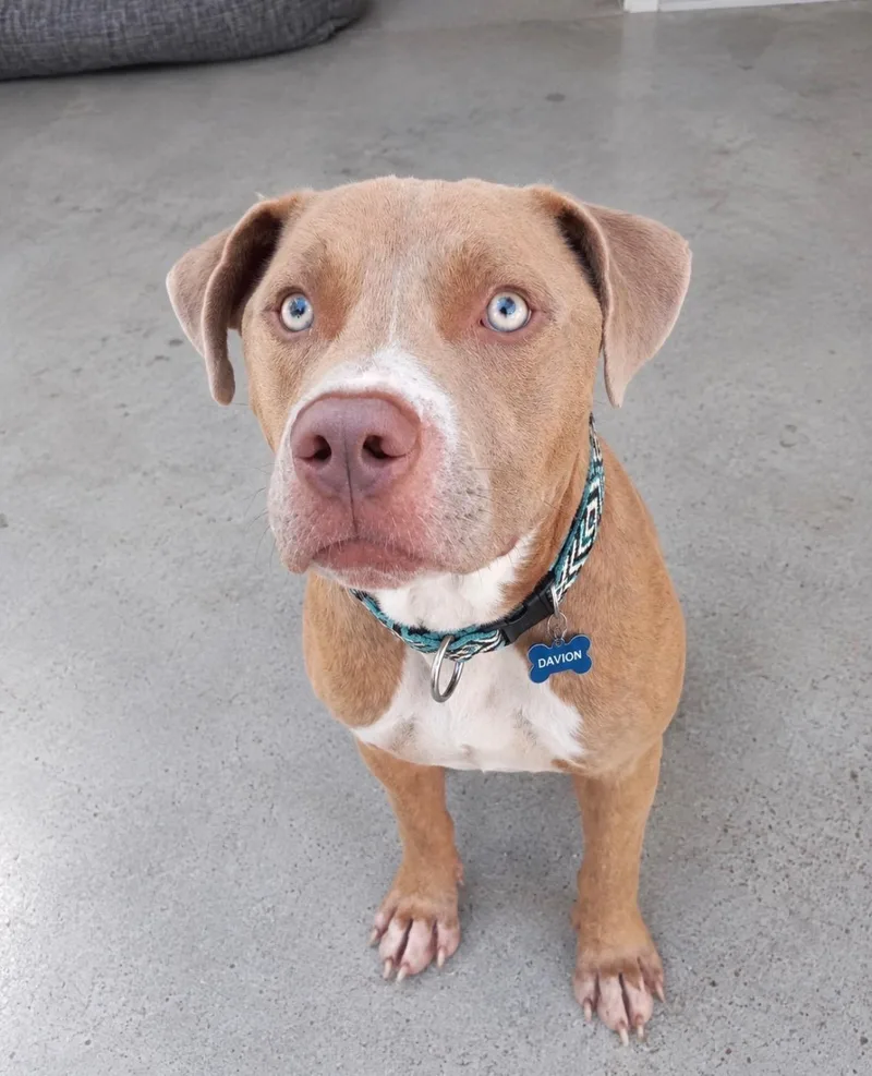A young medium-sized male Apricot / Beige American Staffordshire Terrier dog named Davino for adoption in Houston, TX