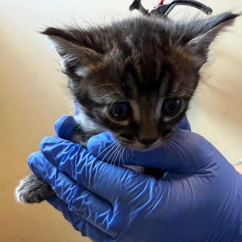 A baby small-sized female Brown / Chocolate Domestic Short Hair cat named Lemon for adoption in Pasadena, CA