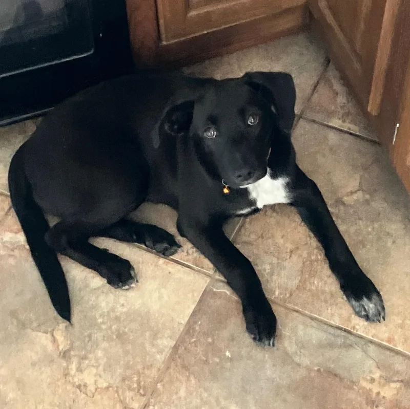 A baby medium-sized female Black Labrador Retriever dog named Annie for adoption in Cincinnati, OH