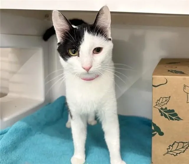 A young small-sized female Domestic Short Hair cat named Sky for adoption in Saint Louis, MO