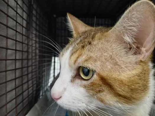 An adult large-sized male Domestic Medium Hair cat named Bob for adoption in Los Angeles, CA