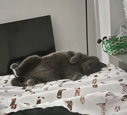 An adult small-sized female Domestic Short Hair cat named Watermelon for adoption in West Chester, PA