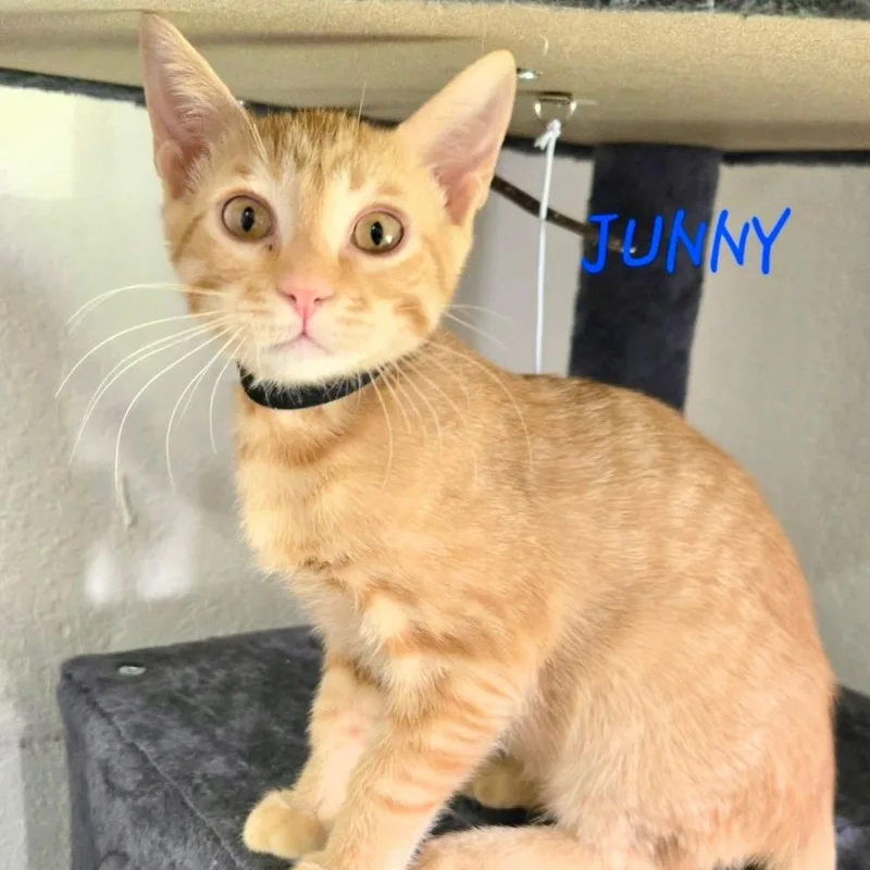 A baby medium-sized male Orange / Red Domestic Short Hair cat named Junny for adoption in Jupiter, FL