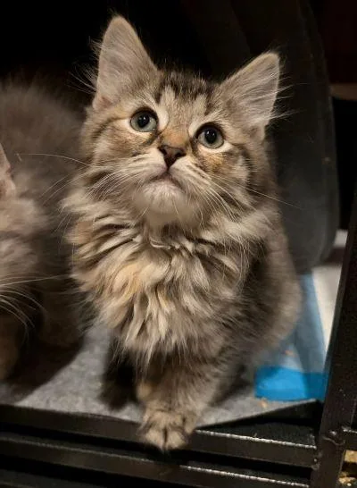 A baby medium-sized female Domestic Medium Hair cat named Winona for adoption in Rootstown, OH
