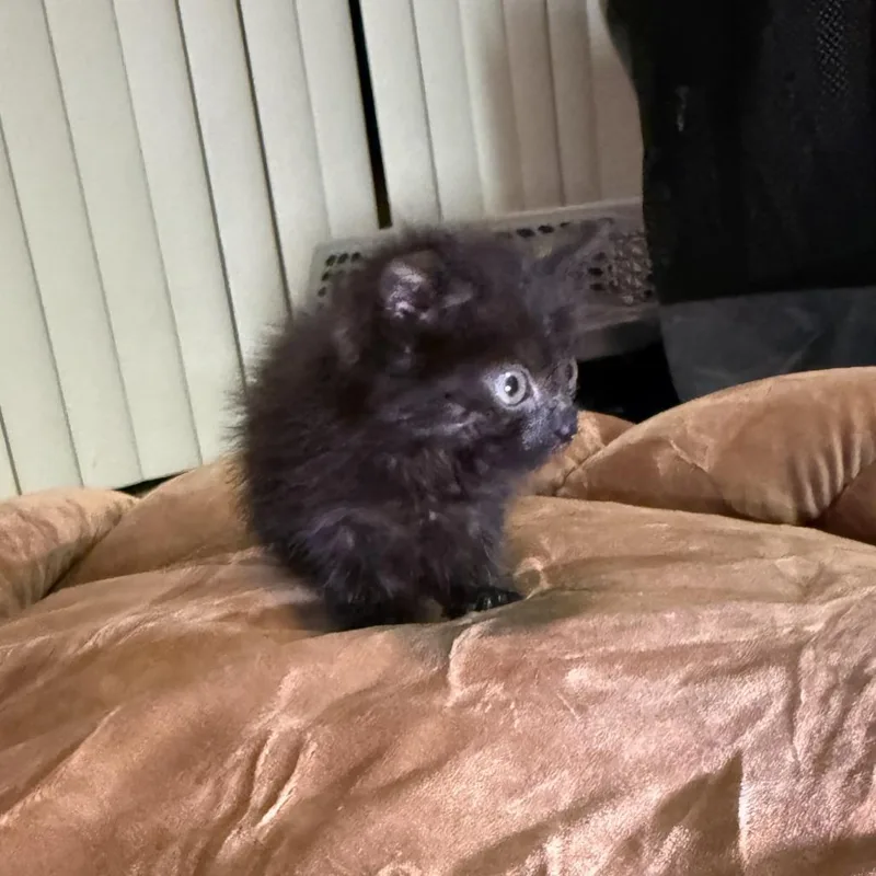 A baby small-sized female Black Domestic Short Hair cat named Meerkat for adoption in San Antonio, TX