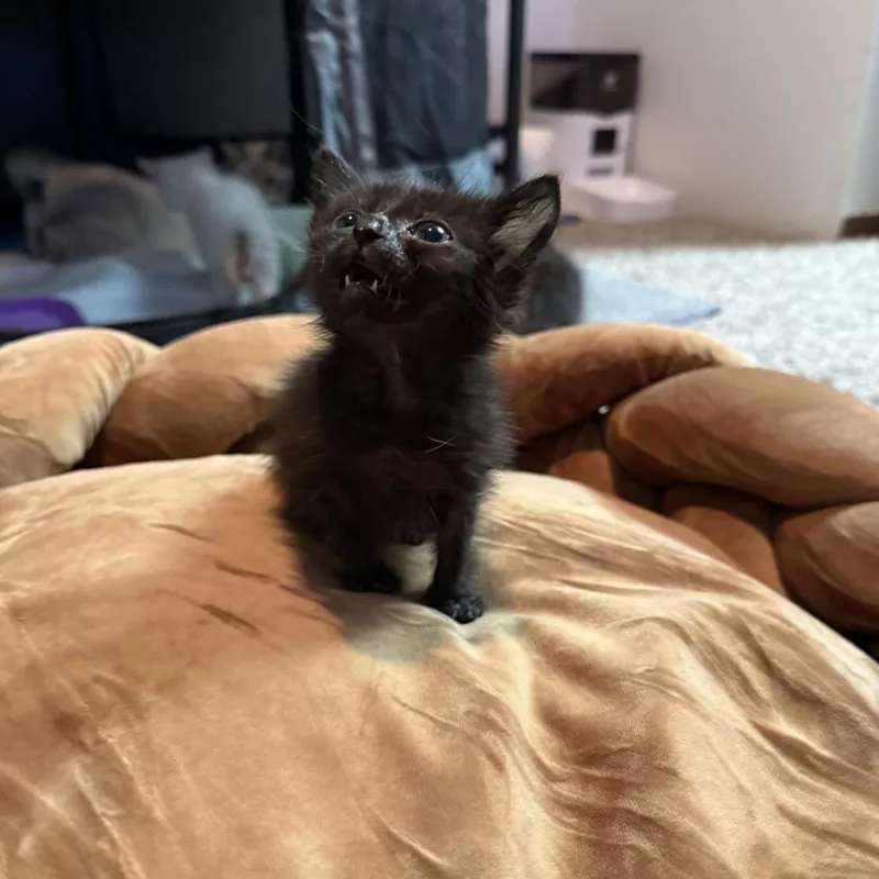 Meerkat thumbnail 3