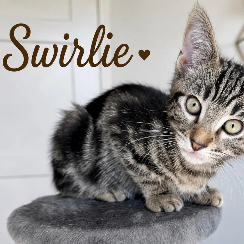 A baby small-sized male Brown / Chocolate Domestic Short Hair cat named Swirley for adoption in Los Angeles, CA