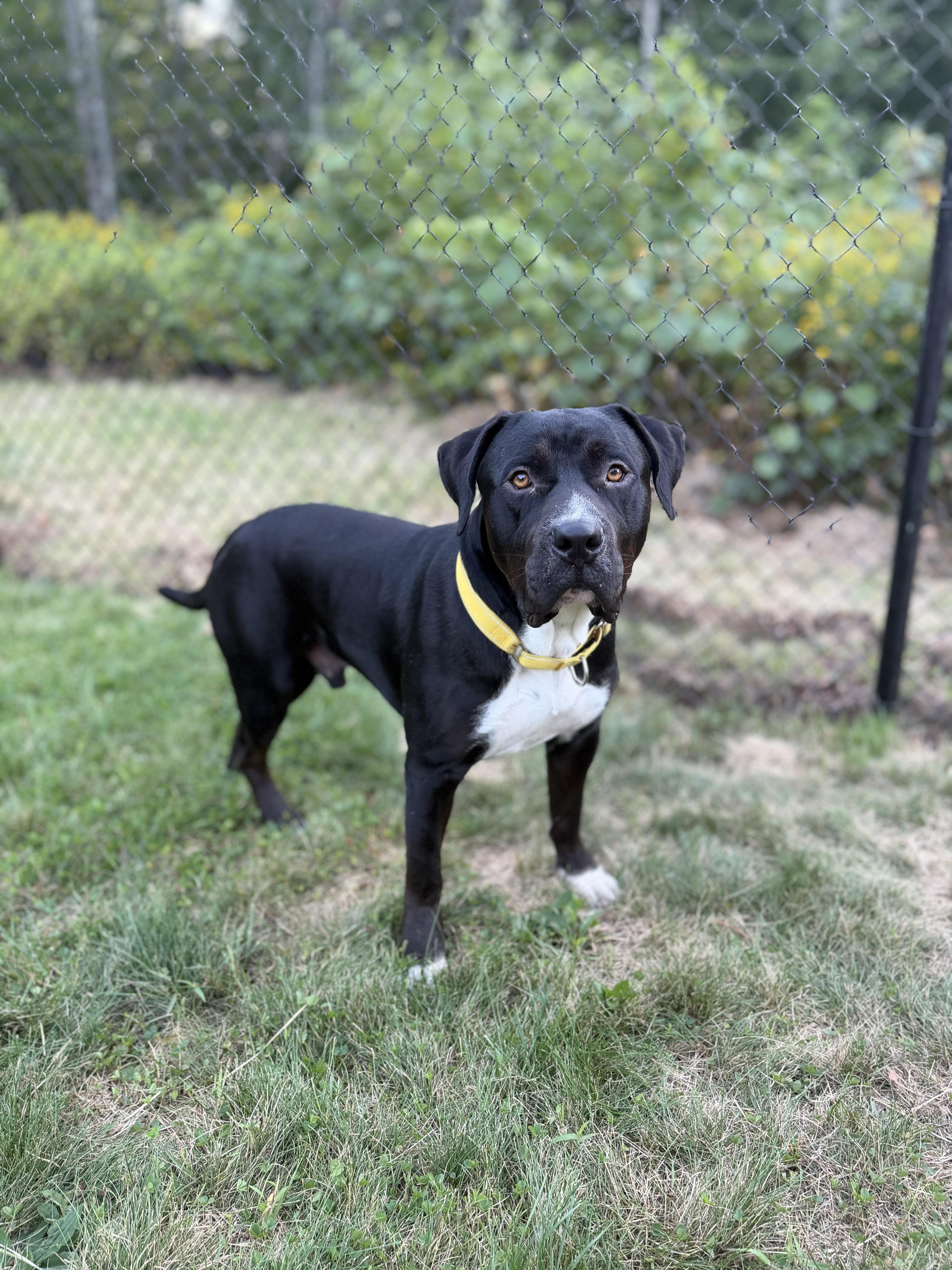 A young large-sized male Pit Bull Terrier dog named Waffles for adoption in Kennebunk , ME
