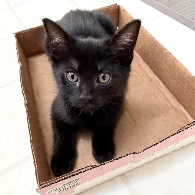 A baby small-sized female Black Domestic Short Hair cat named Sequoia for adoption in Medina, OH