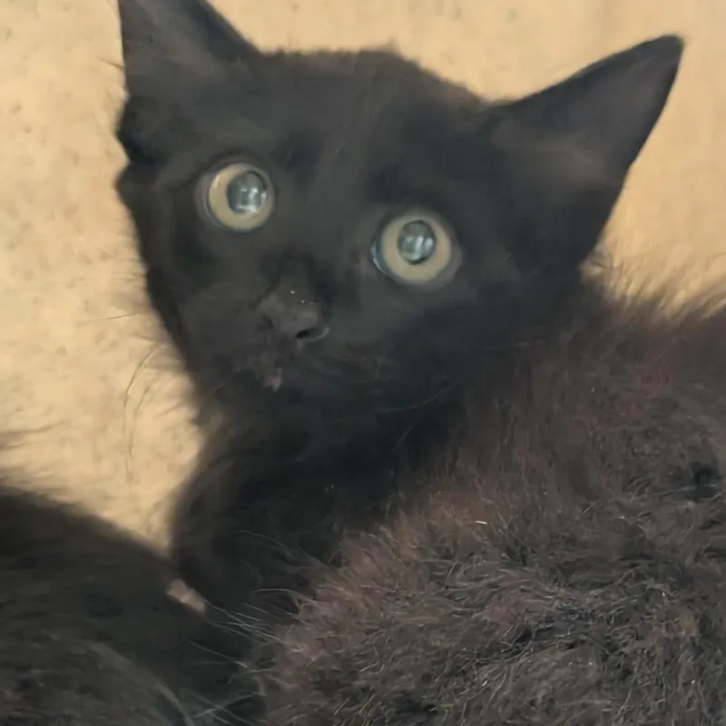 A baby small-sized male Black Domestic Medium Hair cat named Cesar for adoption in Bryan, TX