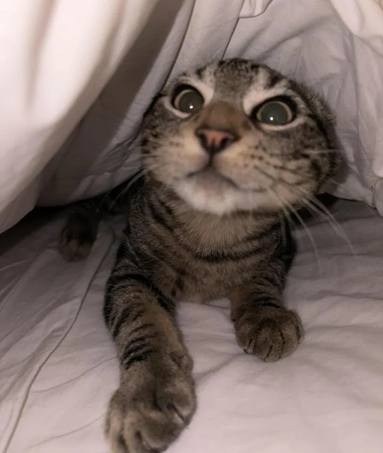 A baby medium-sized male Tabby (Brown / Chocolate) Domestic Short Hair cat named Timmy for adoption in Amherst, MA