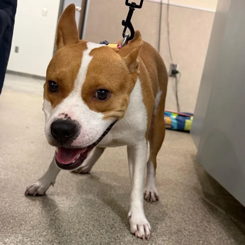 An adult medium-sized female White / Cream Mixed Breed dog named Jt for adoption in Jacksonville, FL