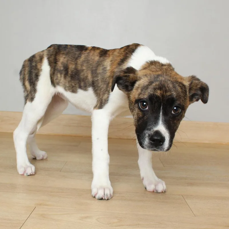 A baby medium-sized female White / Cream Pit Bull Terrier dog named Patchwork D for adoption in Minnetonka, MN