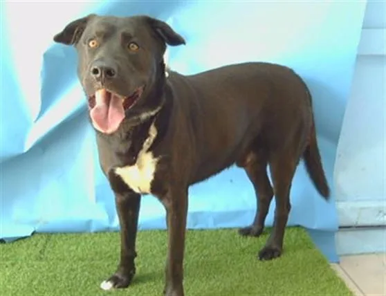 An adult large-sized male Labrador Retriever dog named Bruno for adoption in Gardena, CA