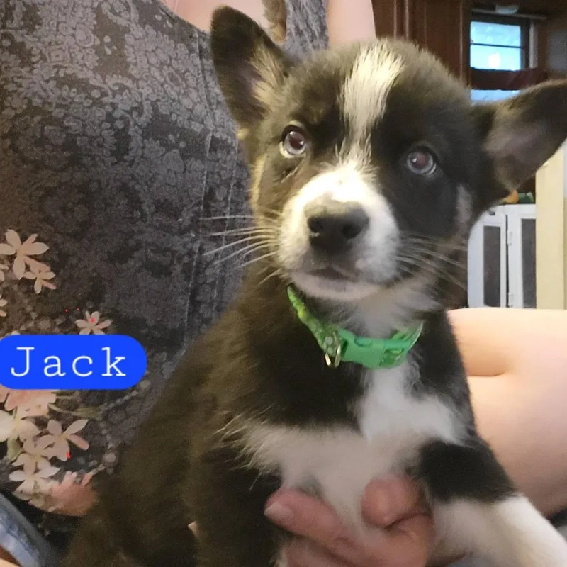 A baby medium-sized male Black Husky dog named Jack for adoption in Olathe, KS