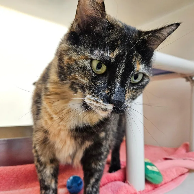 An adult extra large-sized female Tortoiseshell Domestic Short Hair cat named Olivia for adoption in Harrisonburg, VA