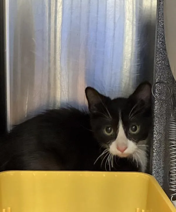 A baby small-sized male Domestic Medium Hair cat named Omelette for adoption in Salt Lake City, UT