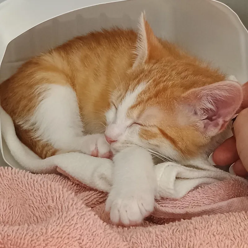 A baby small-sized male Orange / Red Domestic Short Hair cat named Bowie for adoption in Oneonta, NY