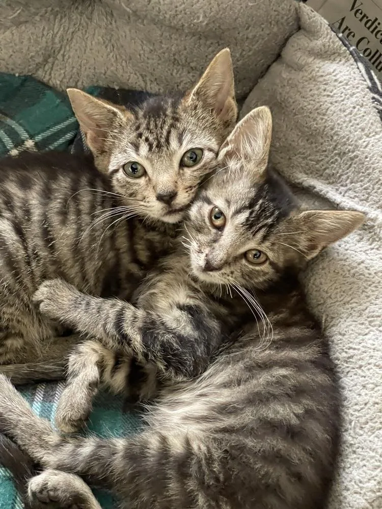 A baby medium-sized male Tabby (Brown / Chocolate) Domestic Short Hair cat named Bean Bonded Pair With for adoption in Chicago, IL