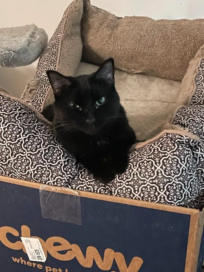 An adult medium-sized female Domestic Short Hair cat named Bella for adoption in St. Cloud, MN