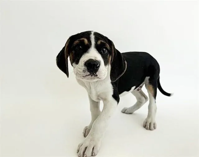 A baby small-sized male Terrier dog named Oliver for adoption in Saint Louis, MO