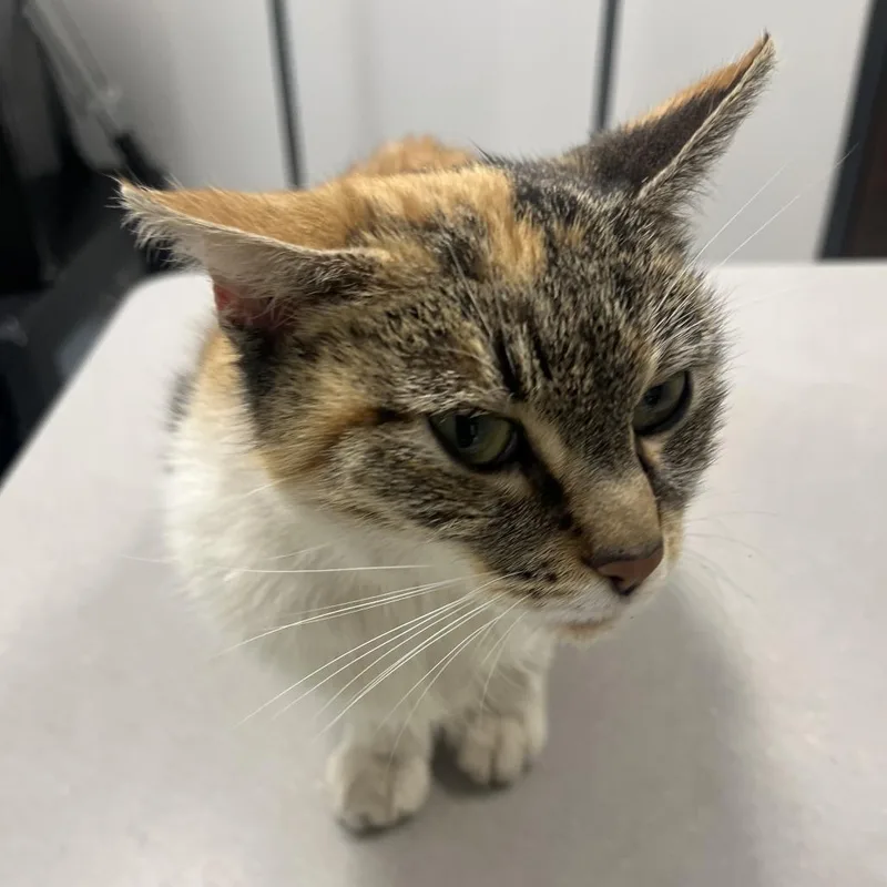 An adult medium-sized female Calico Domestic Short Hair cat named Christabelle for adoption in Oak Park, IL