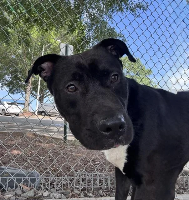 An adult medium-sized male Pit Bull Terrier dog named Dennis for adoption in Charlotte, NC